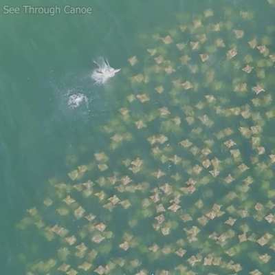 🔥 Spinner Shark jumps and sends a shock wave through a circling group of rays