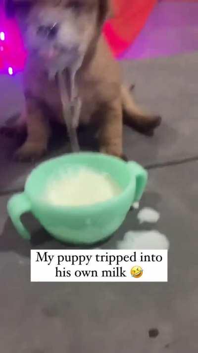 Puppy still figuring out his controls 🤣