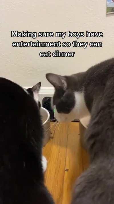 Alphaunkus generation