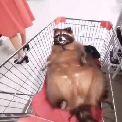 Chonky Trashpanda