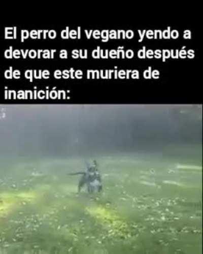 BeelcitosMemes - Video #5794