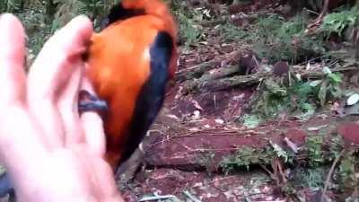 🔥 The hooded pitohui (Pitohui dichrous) is the first scientifically confirmed poisonous bird.