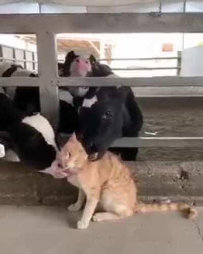 Olhai, todas as gatinhas adoram 😛