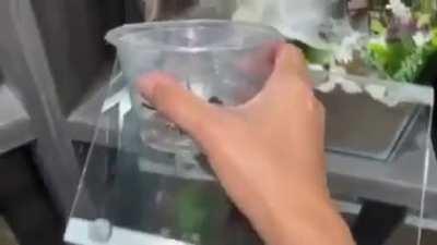 Guardian music (spider warning)