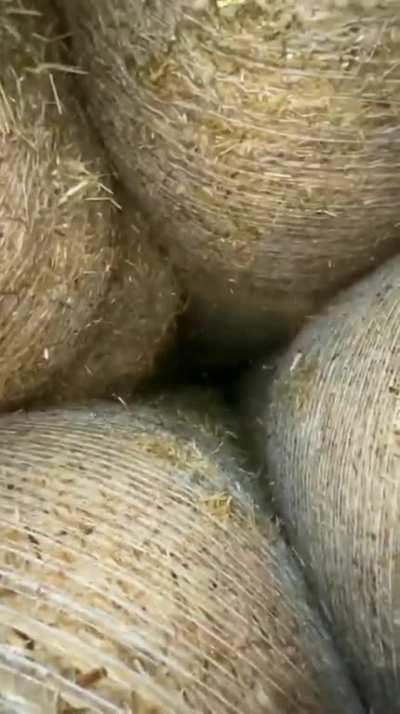 come on josh now you're going to need a long rope