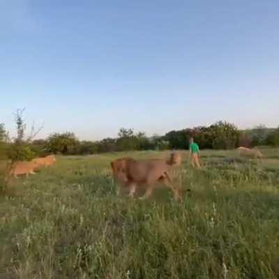 Protect bullied lion by sandal