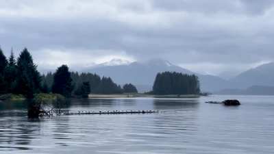 Posting various pictures and videos of bears and other animals I’ve taken here in Alaska until the next OKBV stream, day 453/500