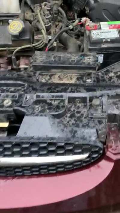 Well I guess we have a new cat.