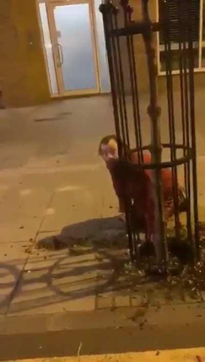 Trying to find the mushrooms