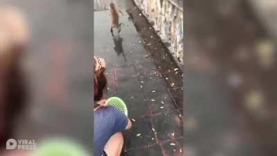 For the purposes of this sub, do non-human primates count?