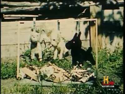 Average Axis soldiers being respectful to the locals in the Eastern Front be like