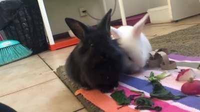 My black lionhead keeps staring at me while eating is so cute