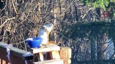 Squirrel Gets Intoxicated Eating Fermented Pears