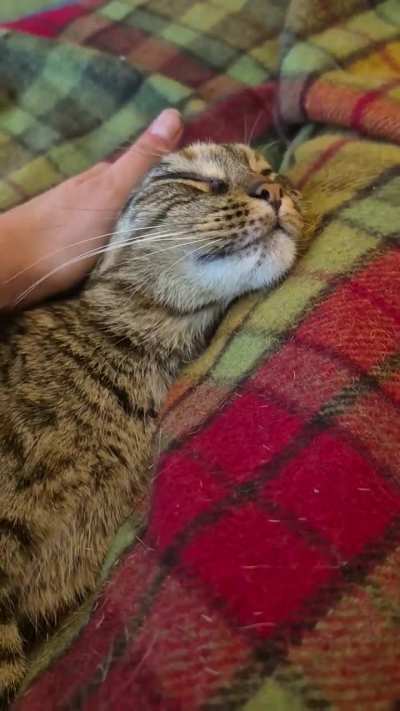 (oc) Head pets make Miso happy!
