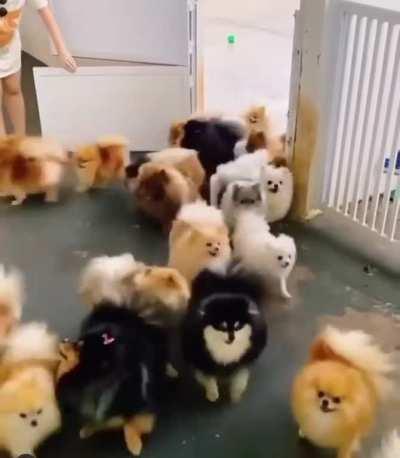 An avalanche of floof.
