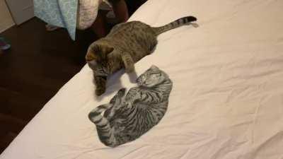 Pluto vs. the new duvet