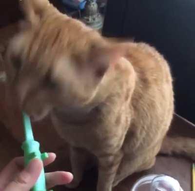 he loves getting his teeth brushed