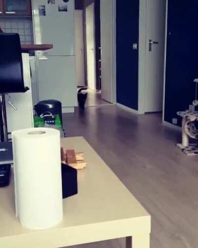 My cat is a retriever