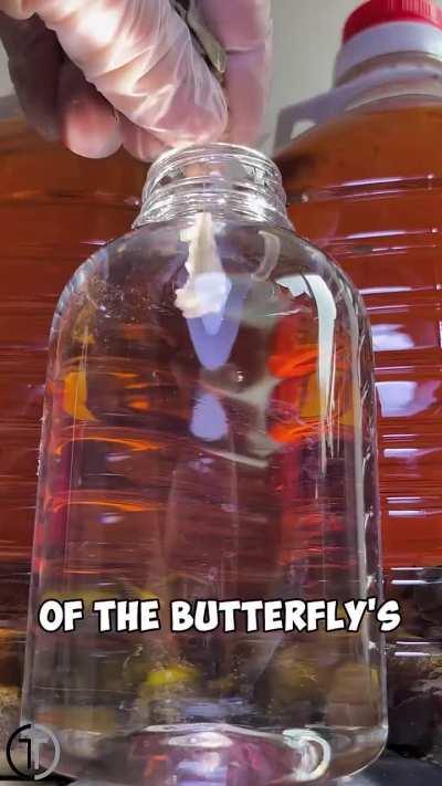 Came across this in rediblt strange and misinformed video in shorts.