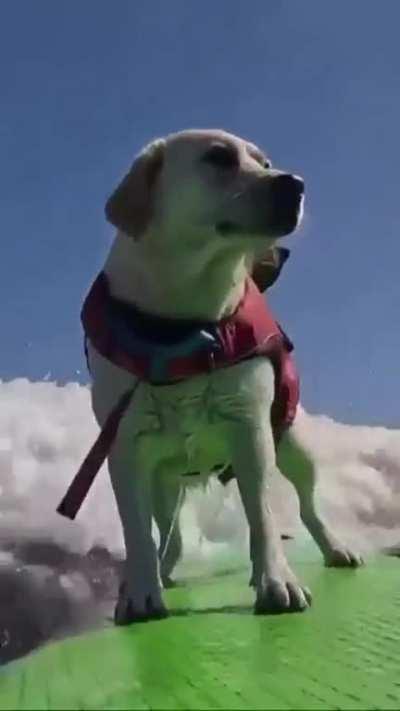 A good boy surfing