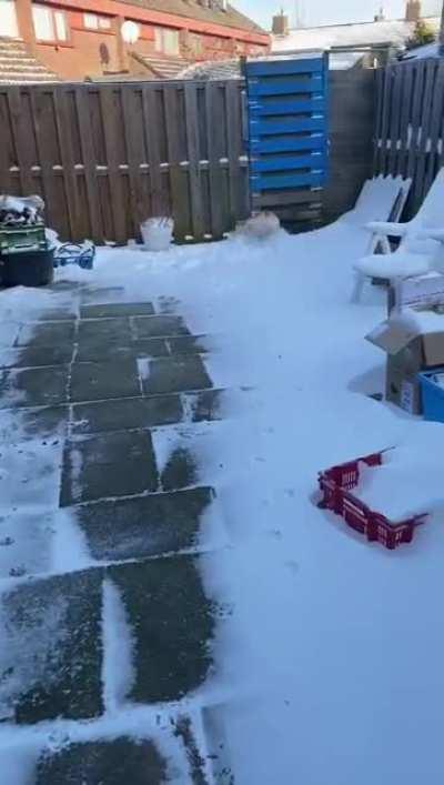 My sis her dog first time in snow.