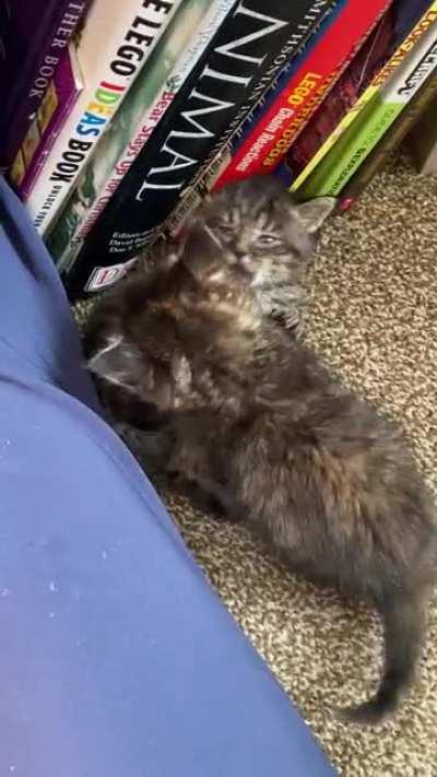 My foster kittens learning to wrestle!
