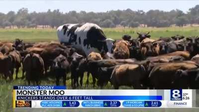 How to spot a Elite mob for your quest.