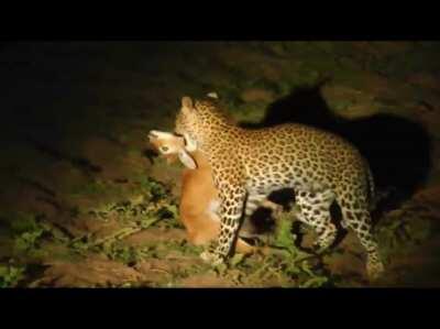 Leopard emerges from the darkness and snags an antelope (most likely a young puku).
