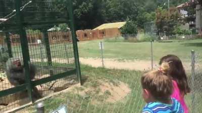 WCGW if I taunt this monkey