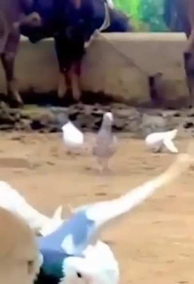 bird flip