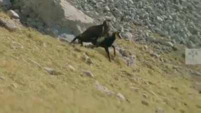 Cameraman sets the frame at goat so perfect in whole practice