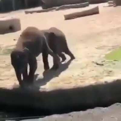 Evil baby elephant
