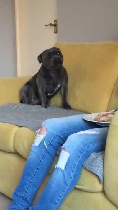 Give that dog a treat