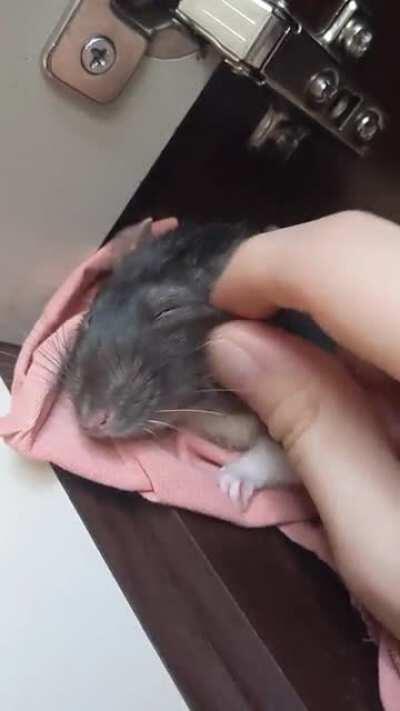 Yees human, give scritches