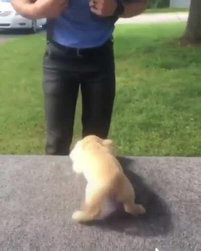 Here comes my favourite hooman