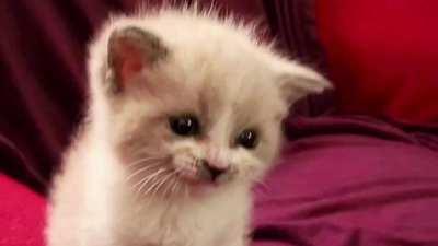 This is the guy we all heard