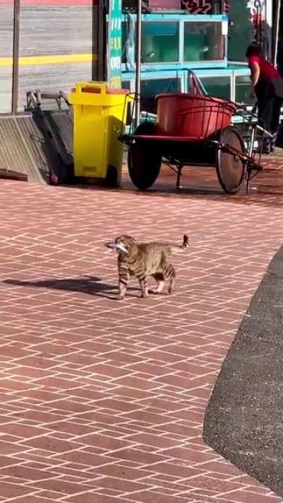 This is some serious hunt he made. The airplanes said it so.