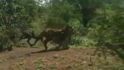 Guess that Chevy had a recall