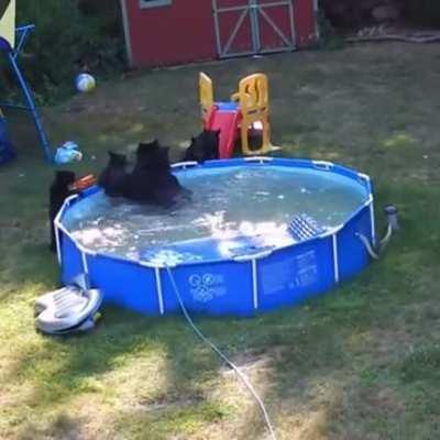 Mother breaks into neighbor's backyard so she and her 5 children can play in neighbor's pool.