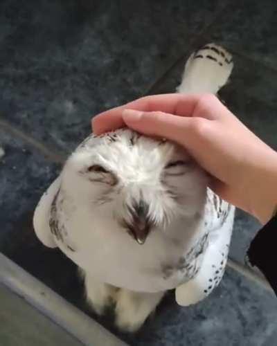 A very happy owl