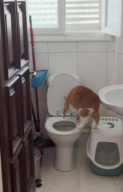 My cat taught himself how to use the toilet. And he is very diligent about cleaning up after he is done!