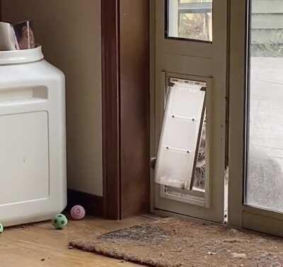How do (cat) doors work again?
