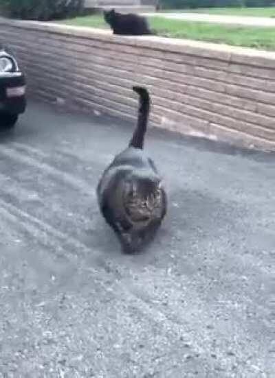 This cat is absolute!