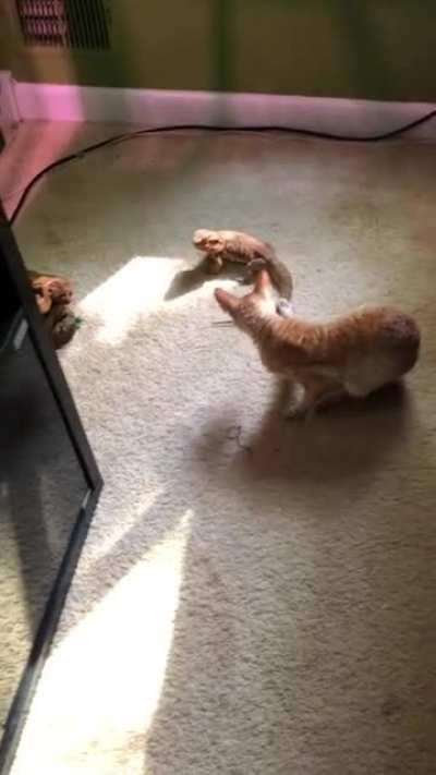 Curious cat get EATEN by DRAGON