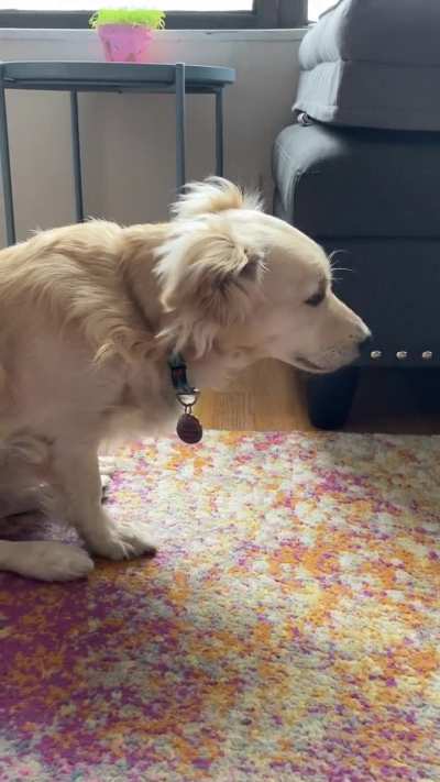 Recently my dog has been doing this after eating. Anyone know why?