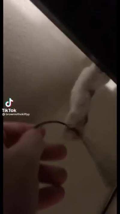 this why pro gamers have cats