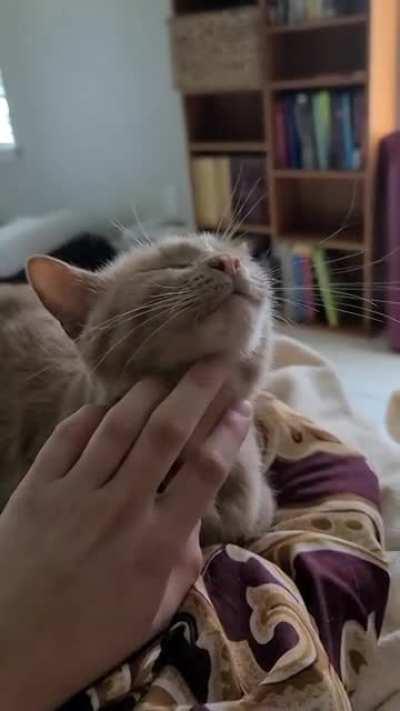 Just discovered this sub and the fact my cat is a hardcore triller