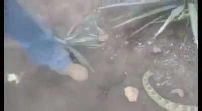 What a dummy, surely he would know a tiny bit about rattlesnakes