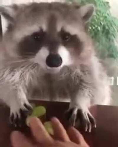 Eating some grapes with Esteban