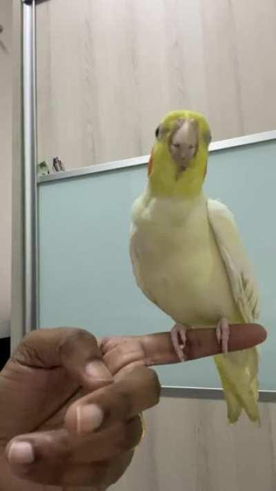 He loves to sing when he is happy🦜👏🏼